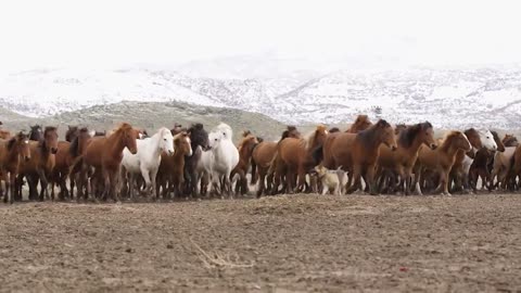 Turkish Horses on a Farm