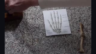 Toe Bone from a 18 foot tall giant