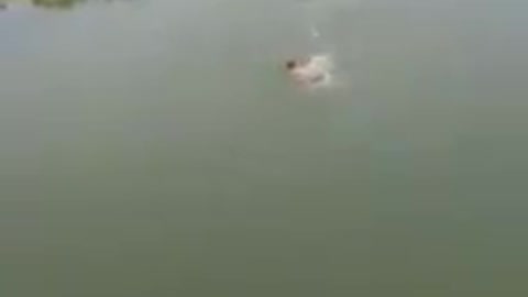 Dog saves drowning man, act of courage