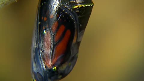 Butterflies in a cocoon~butterflies in a cocoon