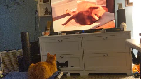 Cat watches himself on tv