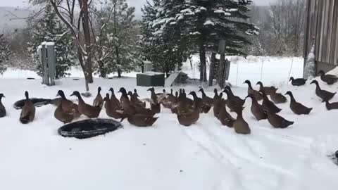 Ducks change their mind quick after feeling that cold weather 🥶