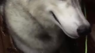 when huskies sad