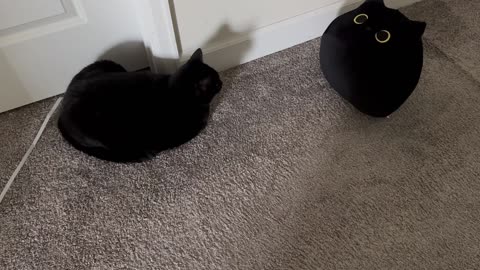 Adopting a Cat from a Shelter Vlog - Cute Precious Piper Confronts an Intruder