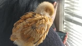 The chicken wants to be a parrot. Animals are amazing!