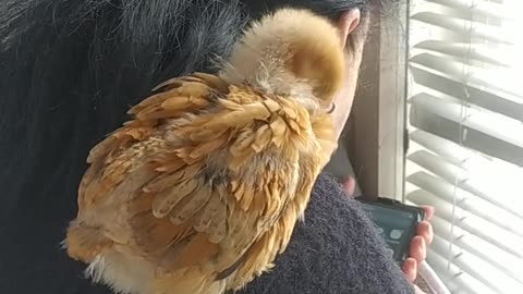 The chicken wants to be a parrot. Animals are amazing!