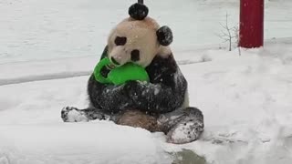 Panda bear loving the fluffy white stuff