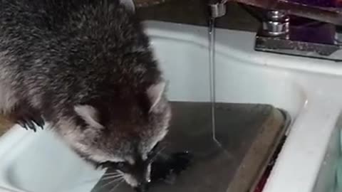 Raccoon Decides He Should Be More Helpful Around The House