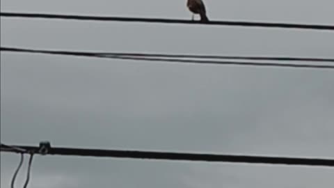 Mockingbird on the wire