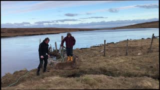 Stag Rescued From Frozen Loch