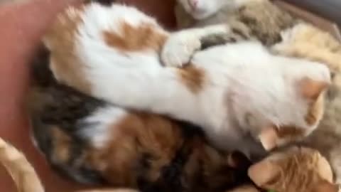New Cute cats playing with each other will brighten your day