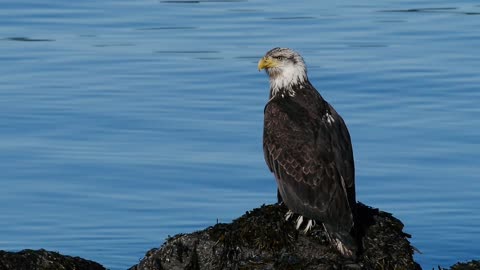 Female Cute Bald Eagle Standing Near the Water