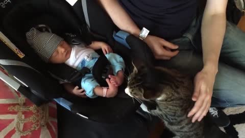 watch the Cats Meeting Babies