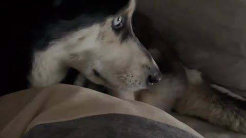 dog watching tv funny reaction