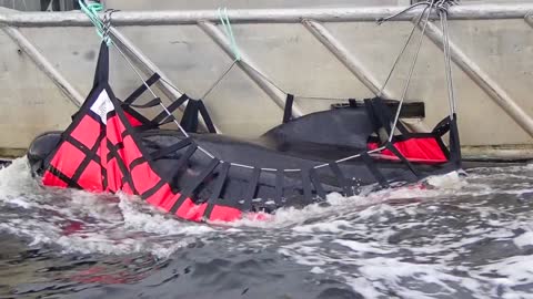 Video: cadáveres de ballenas son llevados mar adentro en Australia