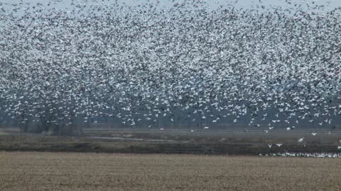 Snow Geese Migration - Anticipation