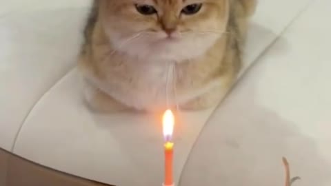 Happy birthday for you cat