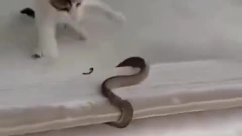 Cat and Snake fight | nature lover | save animals