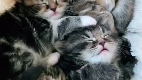 kitty purr chorus