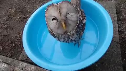 cute owl so happy drinking water in the tab💖