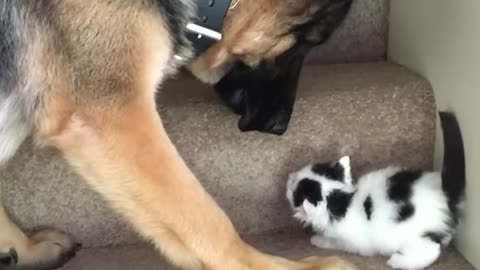 Helpful Pup Carries Foster Kittens Upstairs