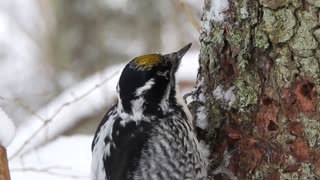 3 toed woodpecker