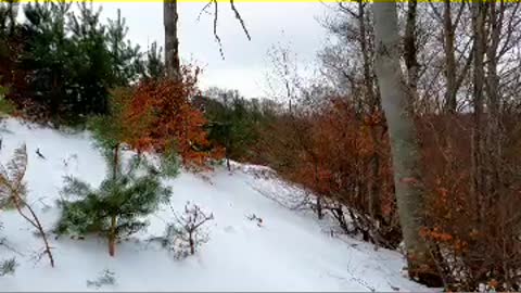 Walking in a snow forest