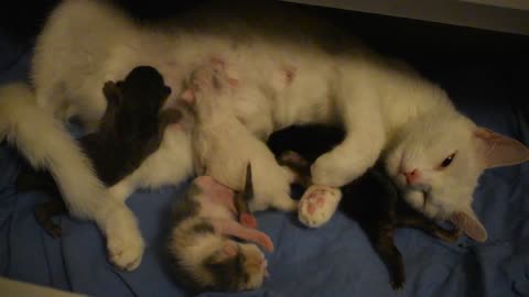 Mommy cat nursing her kittens