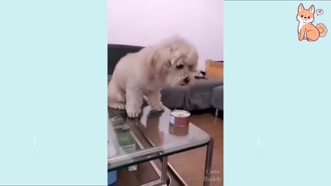 You will laugh at all the dogs act