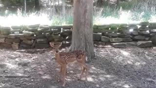 Fawn waits patiently while her Mamma eats from caretaker