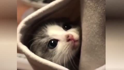 Cute Cat Feeling Warm In Pocket.