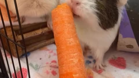 fighting_for_a_carrot__ #guineapigs #pet