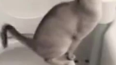 Cats are easy to train to use your toilet