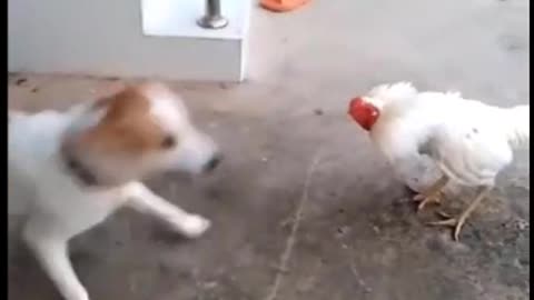 Wrestling a dog with cock wow part2