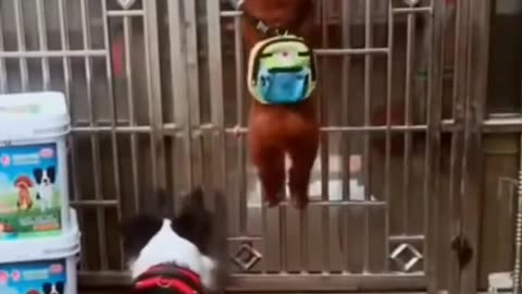 Funny dog videos animal video