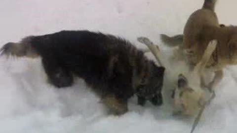 Dogs frolic, walk in the snow. Very interesting.