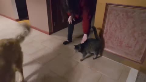 A Cat's emotional reunion with a blind dog