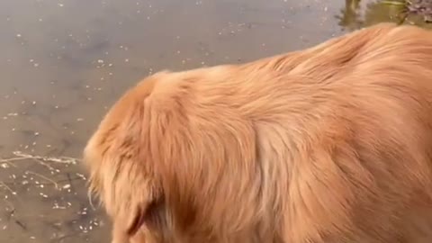 Golden Retriever saving fish