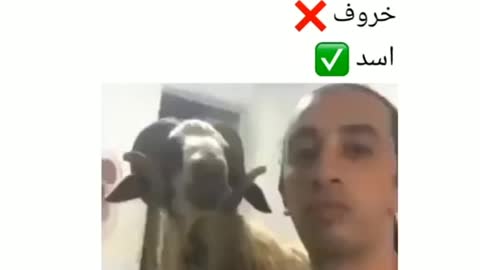 خروف ميرحمش