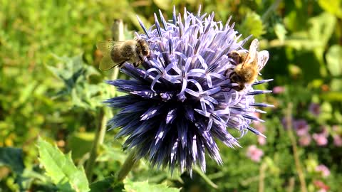 Bee Grab Honey From Flower Unbelievable Scenes
