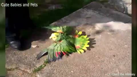 The biting parrot