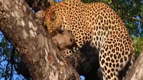 Leopard takes a live warthog to a tree then hyenas came