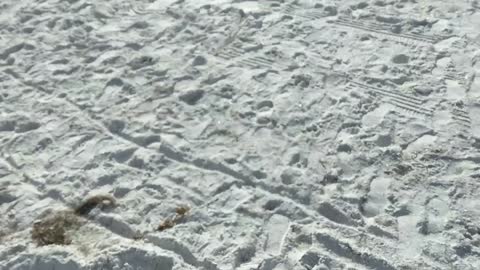 Clearwater Beach, Indian Shores and Treasure Island Florida