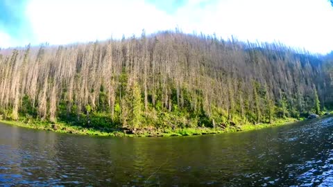 Trout on the Selway River