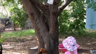 Dog climbs tree