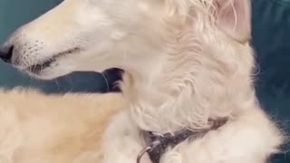 Doggo's Hilariously Strange Sounding Howl