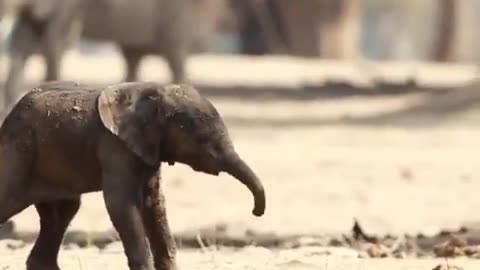 First steps of a baby elephant..