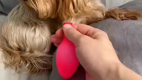 Funny dog video power of dog 🤣🤣🤣🤣🤣🤣🤣