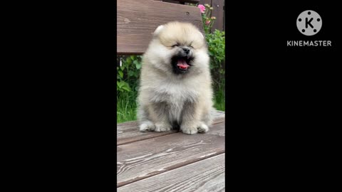 Cute puppy on the beach ⛱️ 🏖️ table dog