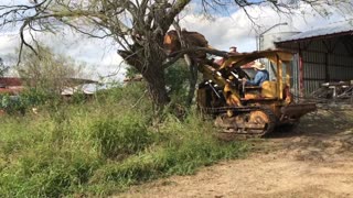 HD 5 Vs 100 year old mesquite tree